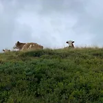 Hoamat Fuers Herz, Kleine Herz
