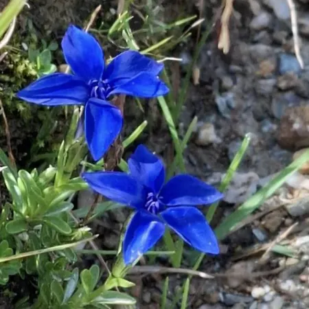 Hoamat Fuers Herz, Kleine Herz גרובמינג