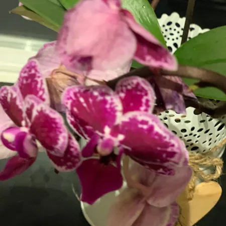 Apartamento Hoamat Fuers Herz, Kleine Herz Grobming