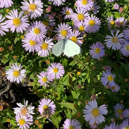 Apartment Hoamat Fuers Herz, Kleine Herz Grobming
