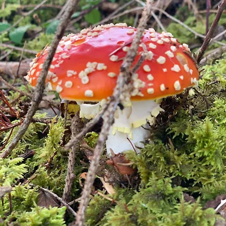 Hoamat Fuers Herz, Kleine Herz * Grobming