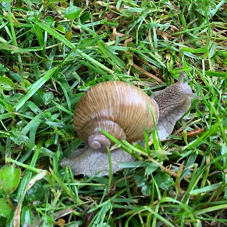 Hoamat Fuers Herz, Kleine Herz דירה גרובמינג