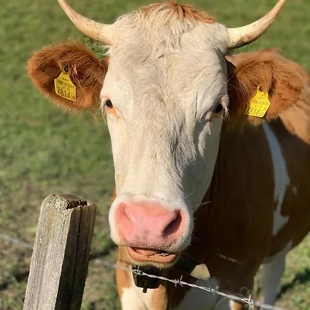 Hoamat Fuers Herz, Kleine Herz * Grobming