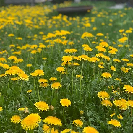 Hoamat Fuers Herz, Kleine Herz דירה גרובמינג