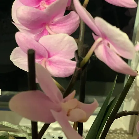 Hoamat Fuers Herz, Kleine Herz *