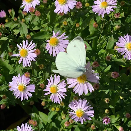 Hoamat Fuers Herz, Kleine Herz Grobming