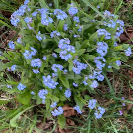 Hoamat Fuers Herz, Kleine Herz * Grobming