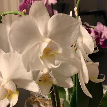 Hoamat Fuers Herz, Kleine Herz