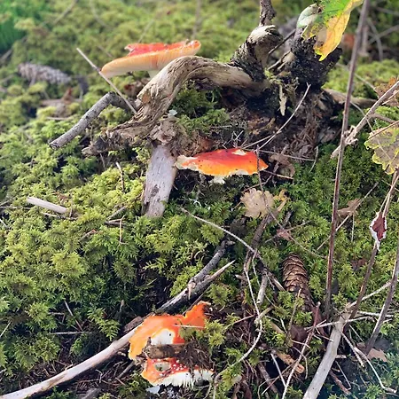 דירה Hoamat Fuers Herz, Kleine Herz