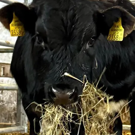 Hoamat Fuers Herz, Kleine Herz Apartment *