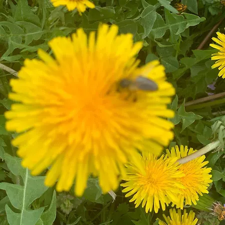 Hoamat Fuers Herz, Kleine Herz Apartment