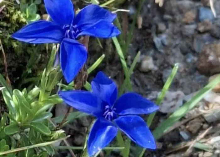 Hoamat Fuers Herz, Kleine Herz Grobming