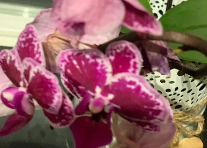 Appartement Hoamat Fuers Herz, Kleine Herz Grobming