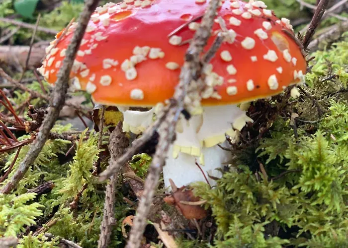 Hoamat Fuers Herz, Kleine Herz * Grobming