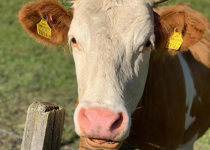 Hoamat Fuers Herz, Kleine Herz * Grobming