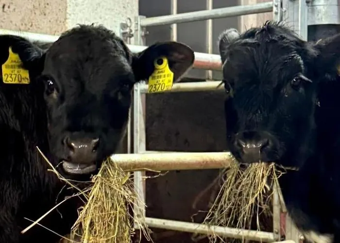 Hoamat Fuers Herz, Kleine Herz Appartement