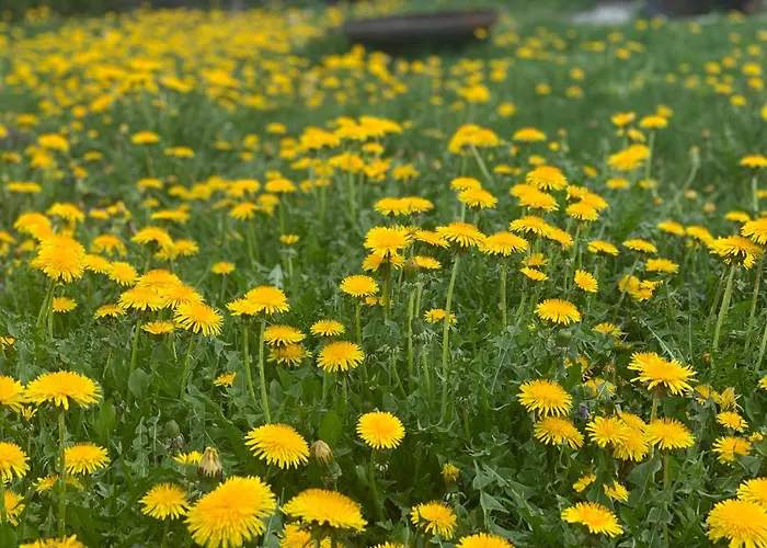 Hoamat Fuers Herz, Kleine Herz Appartement Grobming