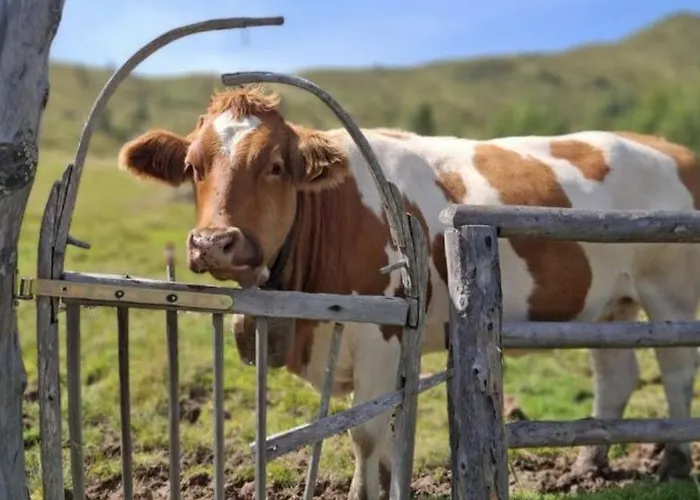 Hoamat Fuers Herz, Kleine Herz Appartement *