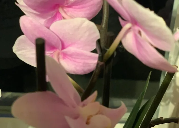 Hoamat Fuers Herz, Kleine Herz *