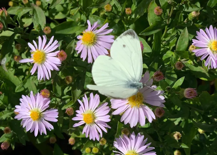 Hoamat Fuers Herz, Kleine Herz Grobming