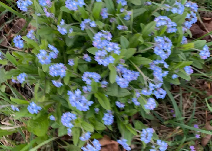 Hoamat Fuers Herz, Kleine Herz * Grobming