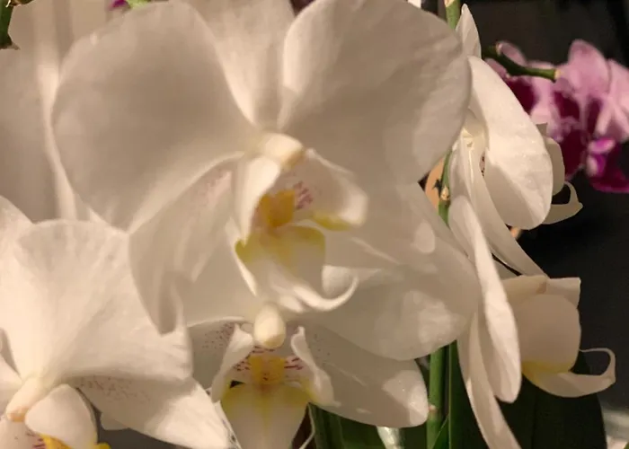 Hoamat Fuers Herz, Kleine Herz