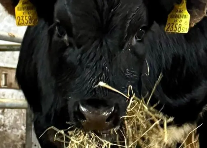 Hoamat Fuers Herz, Kleine Herz Appartement *