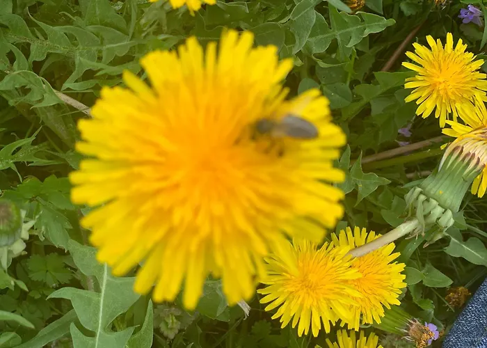 Hoamat Fuers Herz, Kleine Herz Appartement